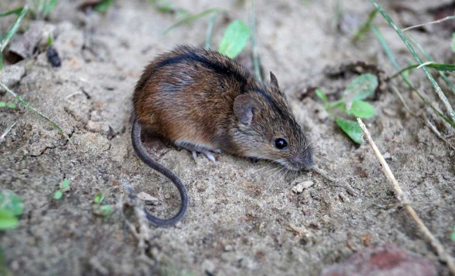 Piège à souris, Bordeaux, Éradiktou