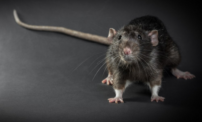 Rat dans les toilettes, Bordeaux, Éradiktou